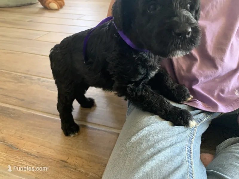 Ella, AKC Portuguese Water Dog – Portuguese Water Dog puppy for sale in Tucson, AZ