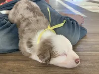 Snow Cone, AKC Mini American / ASDR Mini Aussie with Tail, a male Miniature Australian Shepherd for sale in Tucson, AZ – 4 of 5