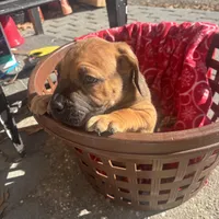 Brown collar male, a male Boerboel for sale in Norfolk, VA – 1 of 1