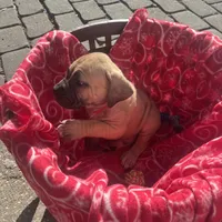 Red collar female, a female Boerboel for sale in Norfolk, VA – 1 of 1