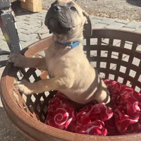 Blue tan collar, a male Boerboel for sale in Norfolk, VA – 1 of 1