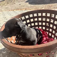Black collar, a male Boerboel for sale in Norfolk, VA – Photo 1 of 2