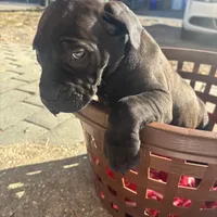 Black collar, a male Boerboel for sale in Norfolk, VA – Photo 2 of 2