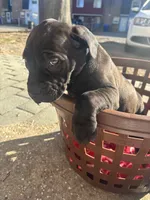 Black collar, a male Boerboel for sale in Norfolk, VA – Photo 2 of 2