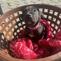 Pink collar female, a female Boerboel for sale in Norfolk, VA – 1 of 1