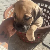 Black tan collar, a female Boerboel for sale in Norfolk, VA – 1 of 1