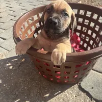 No collar, a female Boerboel for sale in Norfolk, VA – 1 of 1