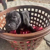 Blue collar female, a female Boerboel for sale in Norfolk, VA – 1 of 1