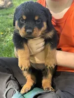 Akc female , a female Rottweiler for sale in Walnut, IL – 1 of 5