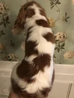 Cassie, a female Cavalier King Charles Spaniel for sale in Walnut, IL – Photo 4 of 4