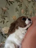 Cassie, a female Cavalier King Charles Spaniel for sale in Walnut, IL – Photo 1 of 4