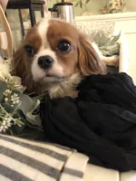 Cassie, a female Cavalier King Charles Spaniel for sale in Walnut, IL – Photo 2 of 4
