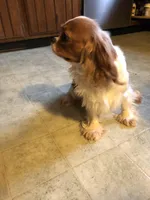 Cassie, a female Cavalier King Charles Spaniel for sale in Walnut, IL – Photo 3 of 4