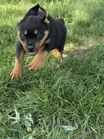 Akc male, a male Rottweiler for sale in Walnut, IL – 5 of 6