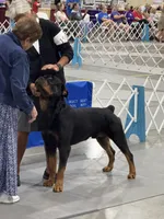 Akc female , a female Rottweiler for sale in Walnut, IL – 3 of 5