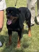 Akc female , a female Rottweiler for sale in Walnut, IL – 5 of 5