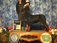 Akc female , a female Rottweiler for sale in Walnut, IL – 4 of 5