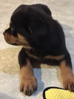 Dex, a male Rottweiler for sale in Walnut, IL – Photo 3 of 3