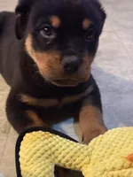 Dex, a male Rottweiler for sale in Walnut, IL – Photo 2 of 3