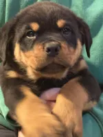 Dex, a male Rottweiler for sale in Walnut, IL – Photo 1 of 3