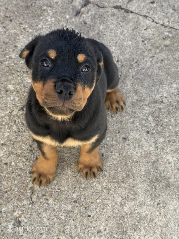 Dex – Rottweiler puppy for sale in Walnut, IL