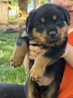 Akc male, a male Rottweiler for sale in Walnut, IL – 1 of 1