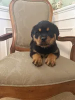 Akc female , a female Rottweiler for sale in Walnut, IL – 7 of 9