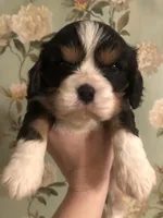 Ruckus, a male Cavalier King Charles Spaniel for sale in Walnut, IL – Photo 6 of 6
