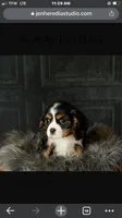 Ruckus, a male Cavalier King Charles Spaniel for sale in Walnut, IL – Photo 1 of 6