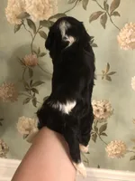 Ruckus, a male Cavalier King Charles Spaniel for sale in Walnut, IL – Photo 5 of 6