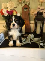 Ruckus, a male Cavalier King Charles Spaniel for sale in Walnut, IL – Photo 2 of 6