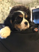 Ruckus, a male Cavalier King Charles Spaniel for sale in Walnut, IL – Photo 3 of 6