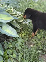 Akc male, a male Rottweiler for sale in Walnut, IL – 4 of 6