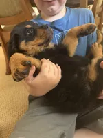 Akc female , a female Rottweiler for sale in Walnut, IL – 5 of 9
