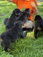 Akc female , a female Rottweiler for sale in Walnut, IL – 2 of 5