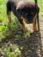 Akc male, a male Rottweiler for sale in Walnut, IL – 2 of 6