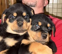 Hank, a male Rottweiler for sale in Walnut, IL – Photo 2 of 3