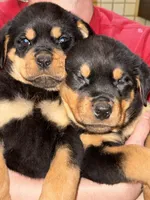 Hank, a male Rottweiler for sale in Walnut, IL – Photo 3 of 3