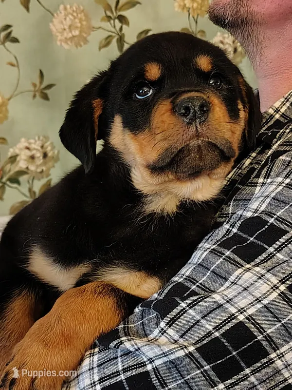 Hank – Rottweiler puppy for sale in Walnut, IL
