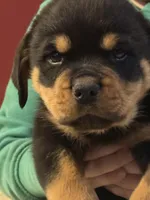 Hank, a male Rottweiler for sale in Walnut, IL – Photo 1 of 3