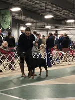 AKC male, a male Rottweiler for sale in Walnut, IL – 2 of 3