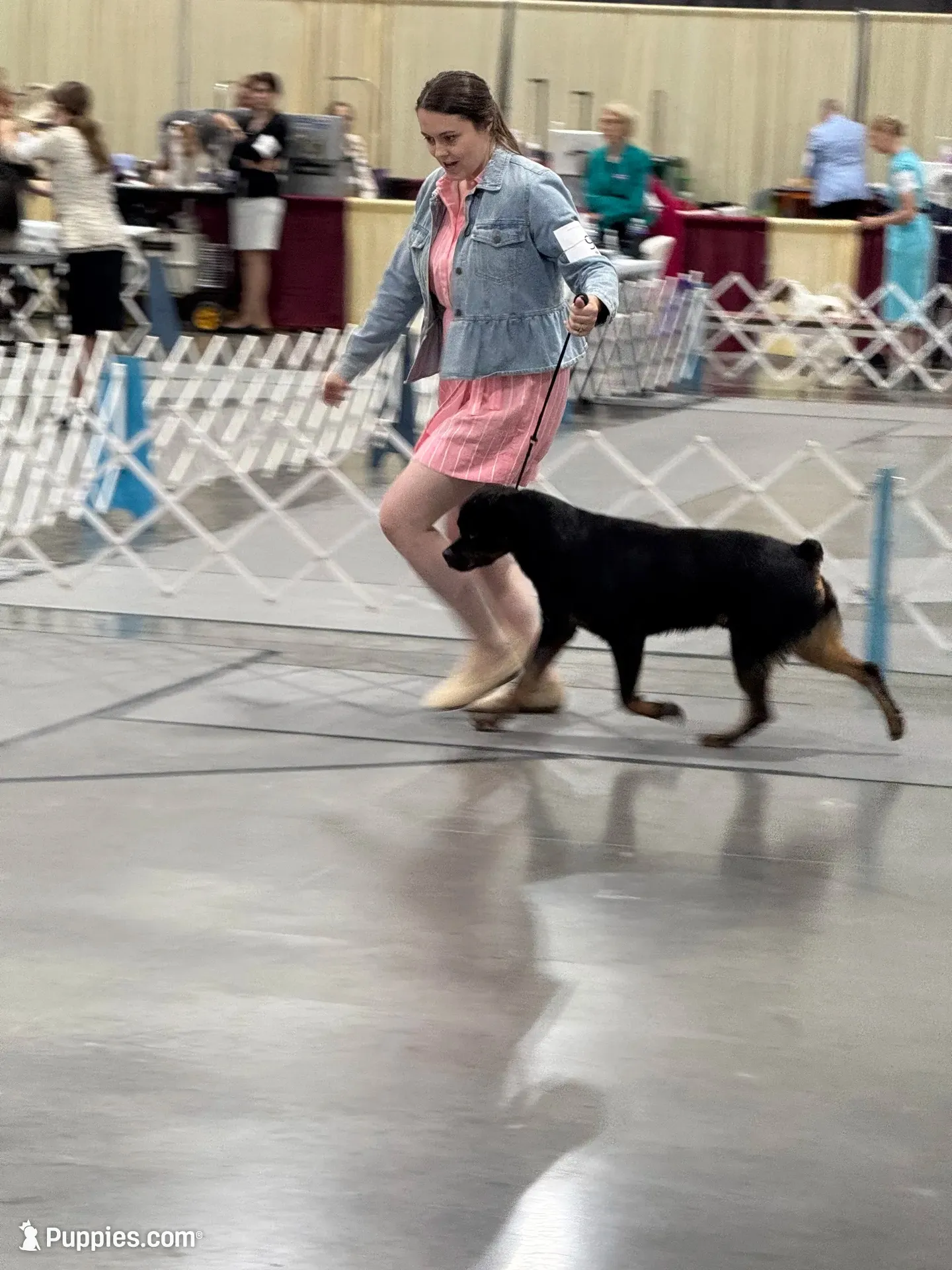 AKC male, a male Rottweiler for sale in Walnut, IL – 3 of 3