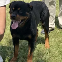 AKC working dog, a male Rottweiler for sale in Walnut, IL – Photo 3 of 4