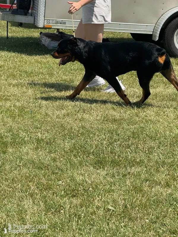 AKC male – Rottweiler puppy for sale in Walnut, IL