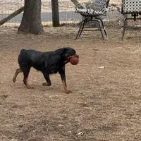 Dex, a male Rottweiler for sale in Walnut, IL – Photo 4 of 8