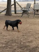 Dex, a male Rottweiler for sale in Walnut, IL – Photo 3 of 4