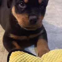 Dex, a male Rottweiler for sale in Walnut, IL – Photo 7 of 8