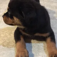 Dex, a male Rottweiler for sale in Walnut, IL – Photo 8 of 8