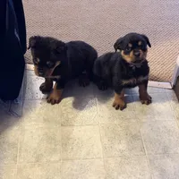 Dex, a male Rottweiler for sale in Walnut, IL – Photo 3 of 8