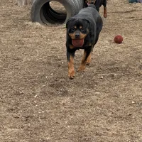 Dex, a male Rottweiler for sale in Walnut, IL – Photo 5 of 8